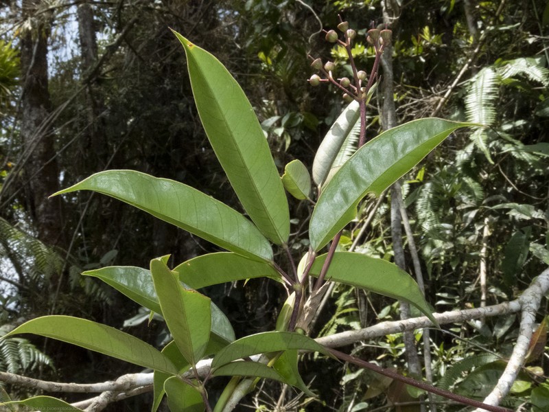 Sciodaphyllum connatum photo 2