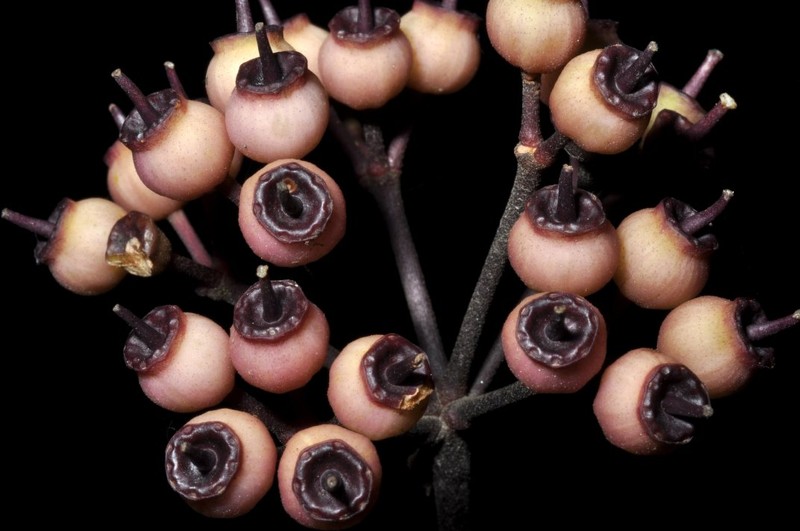 Sciodaphyllum connatum photo 3