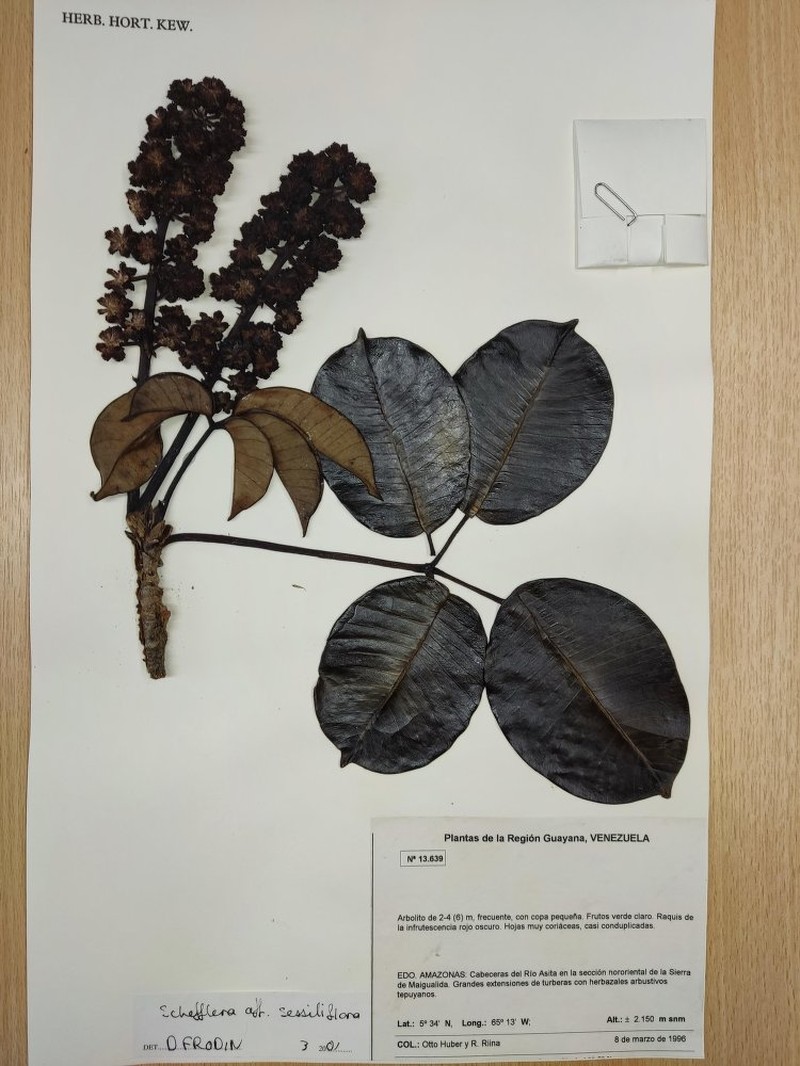 Sciodaphyllum contractum