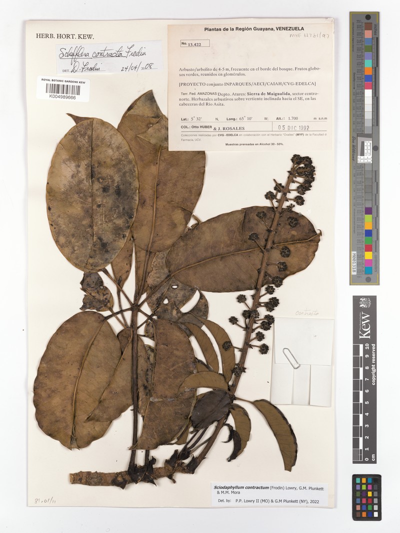 Sciodaphyllum contractum photo 2
