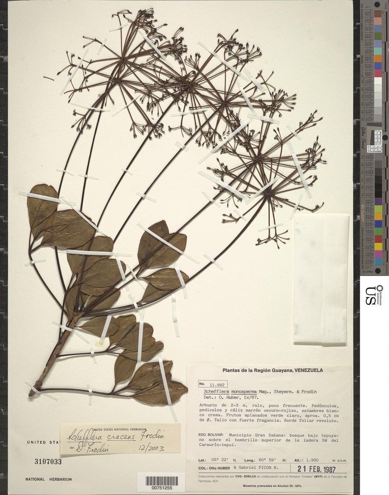 Sciodaphyllum cracens