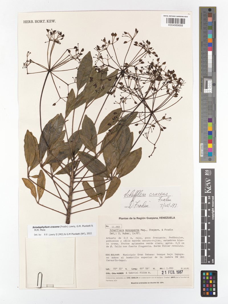 Sciodaphyllum cracens photo 2