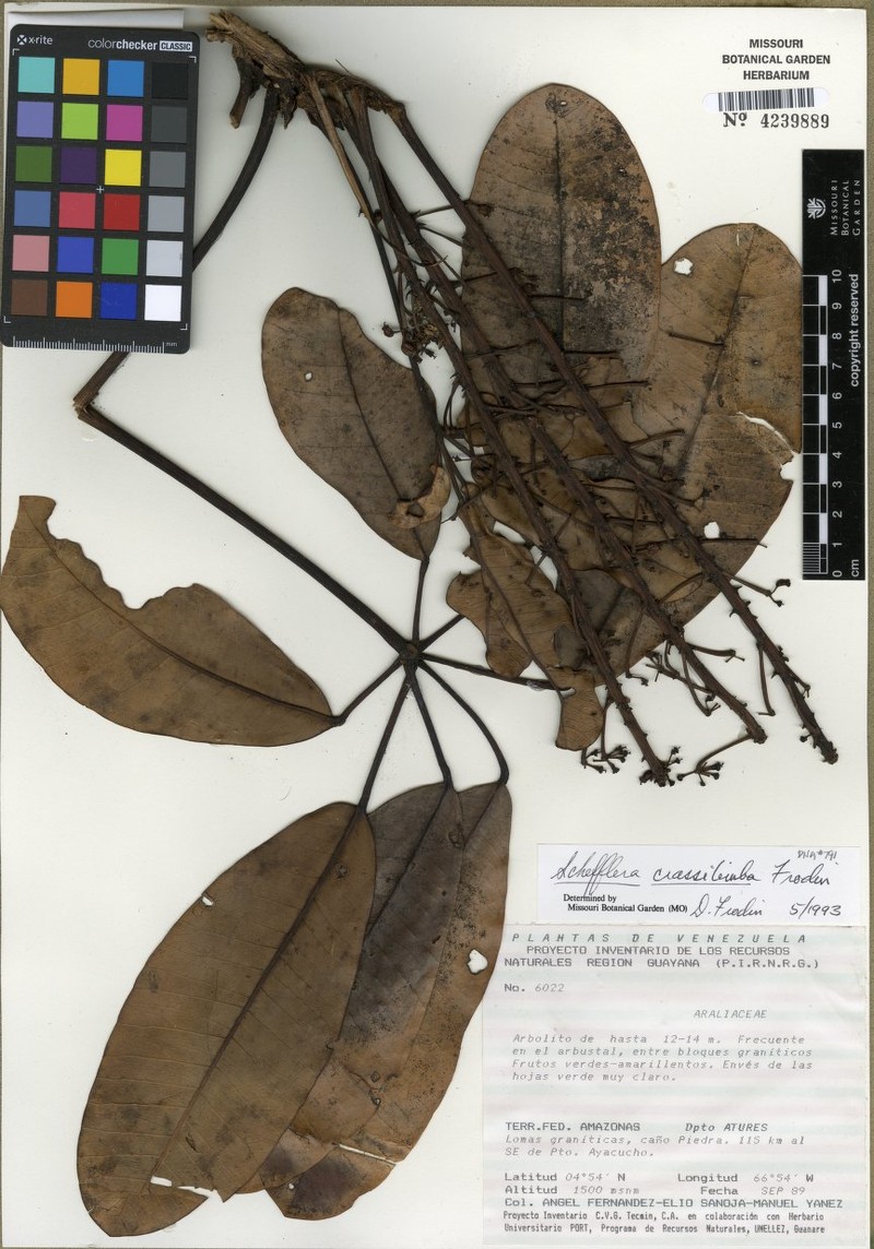 Sciodaphyllum crassilimbum