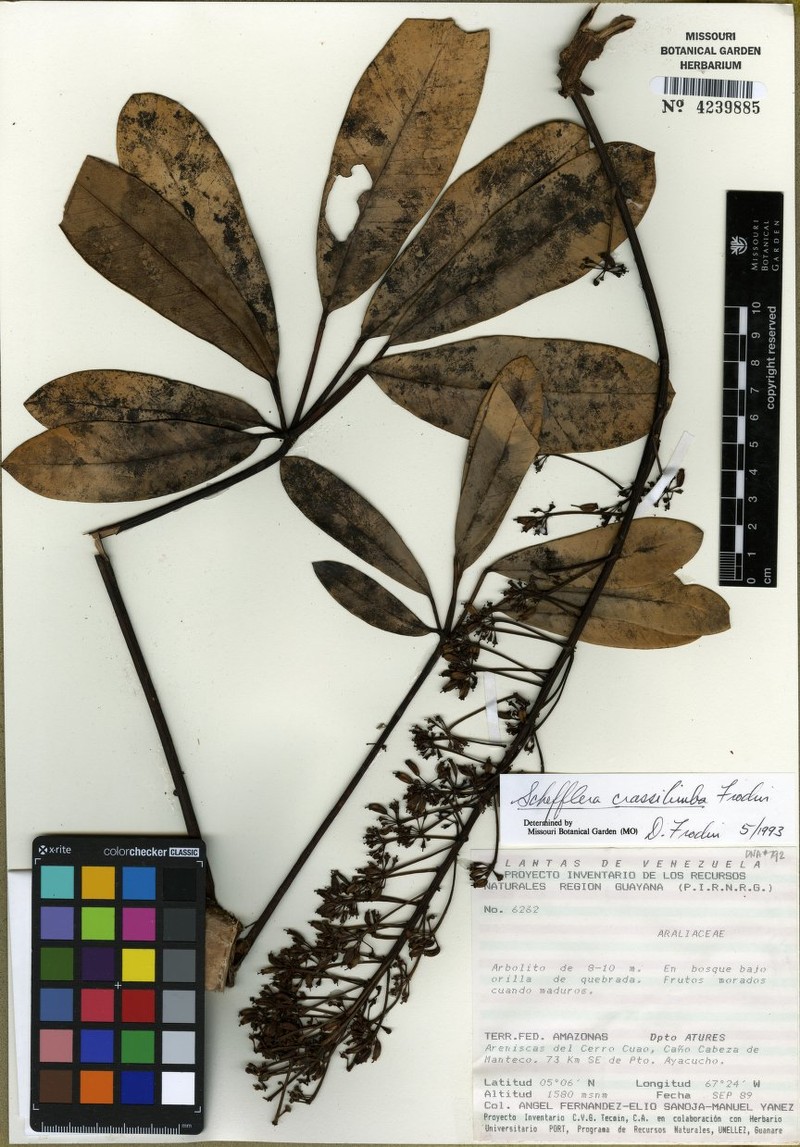 Sciodaphyllum crassilimbum photo 2