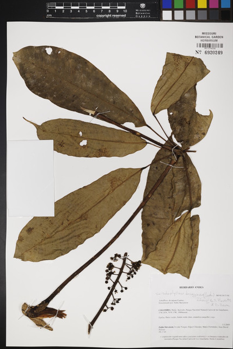 Sciodaphyllum decagynum