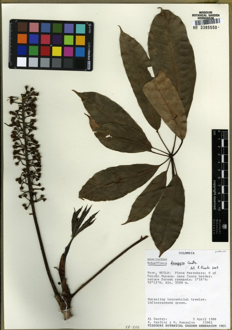 Sciodaphyllum decagynum photo 2