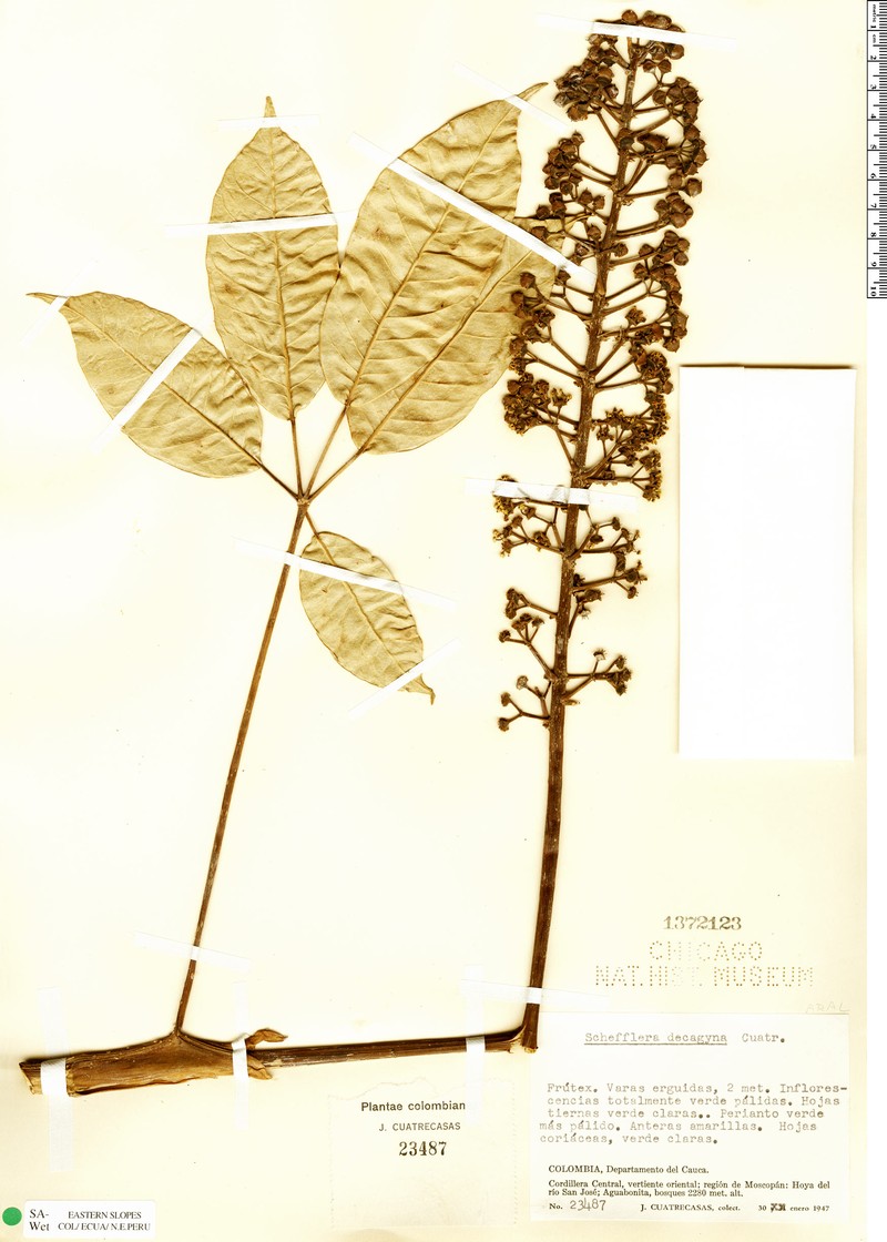 Sciodaphyllum decagynum photo 3