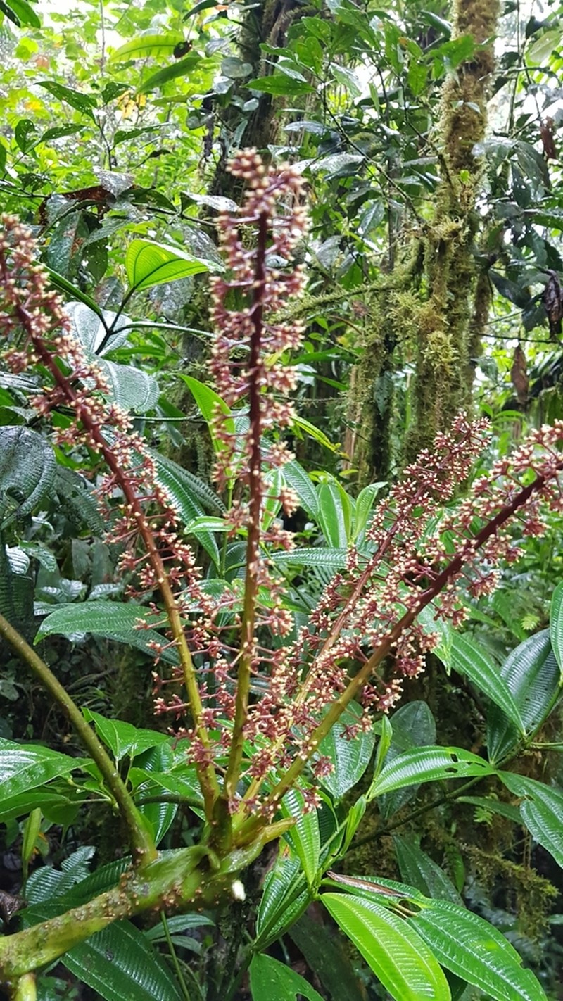 Sciodaphyllum dielsii