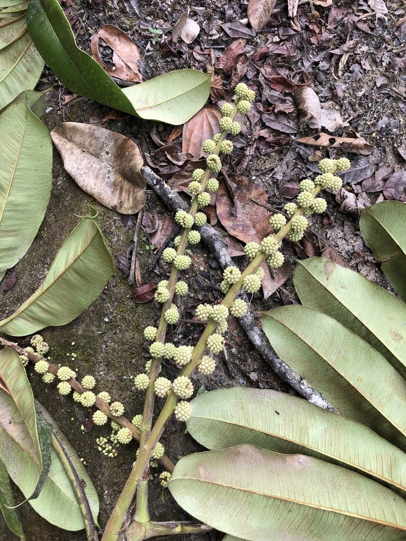 Sciodaphyllum dielsii photo 2