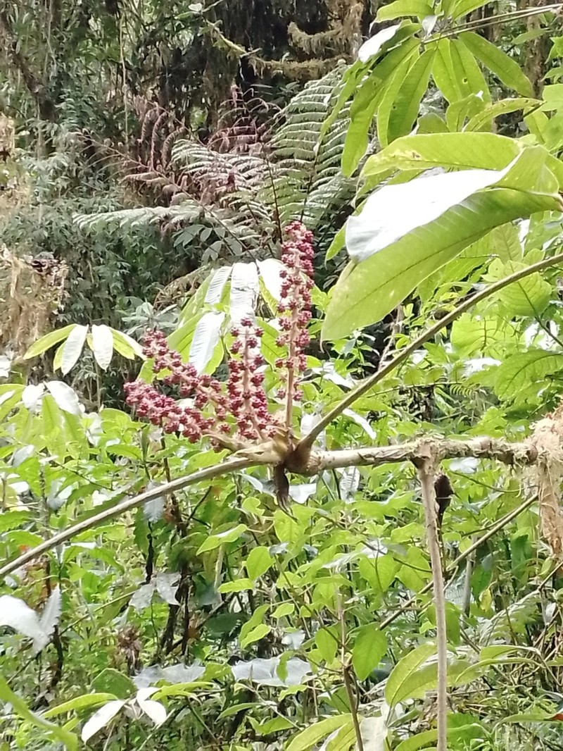 Sciodaphyllum dielsii photo 3