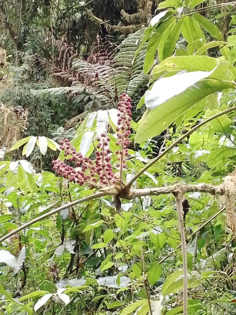 Sciodaphyllum dielsii photo 4