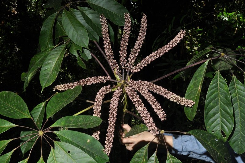 Sciodaphyllum dielsii photo 5