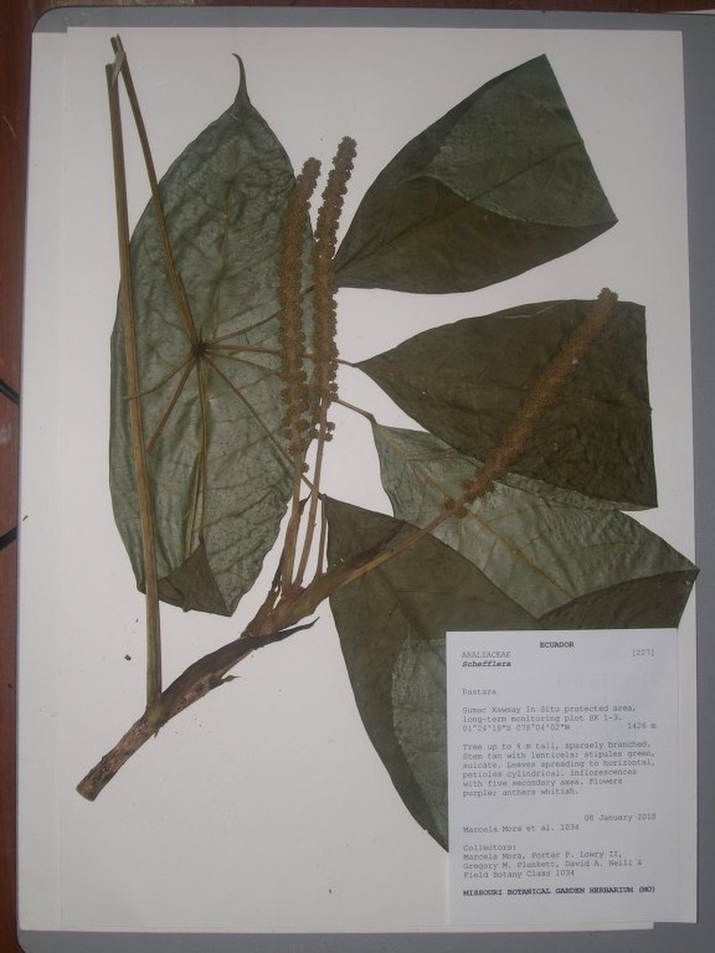 Sciodaphyllum dielsii photo 6
