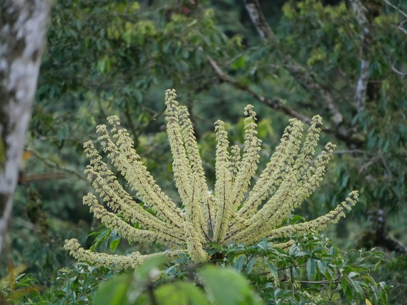 Sciodaphyllum diplodactylum