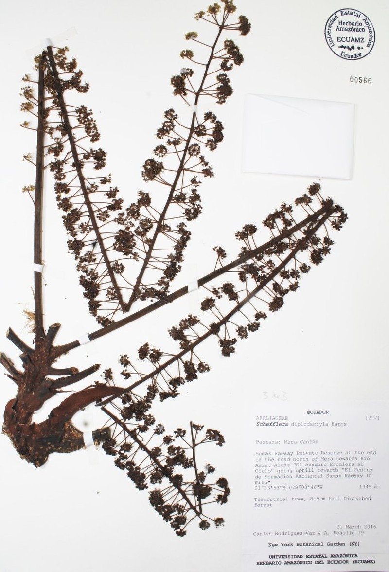 Sciodaphyllum diplodactylum photo 2