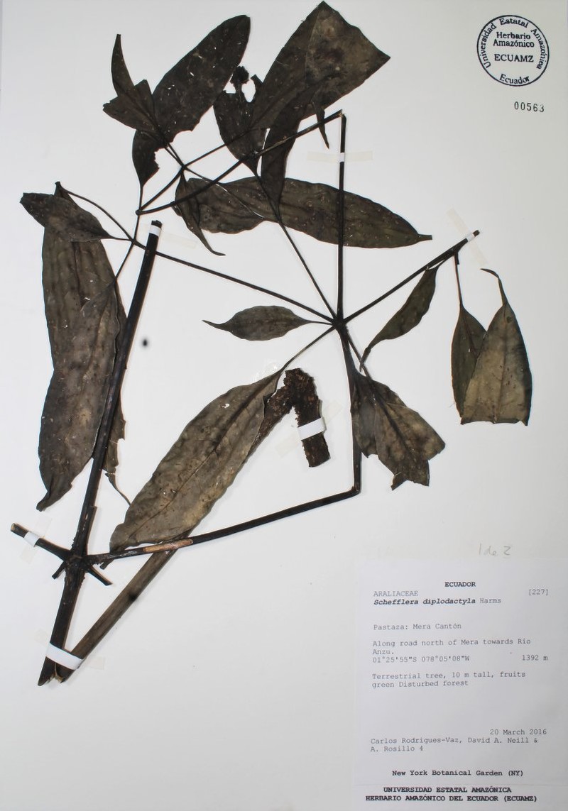 Sciodaphyllum diplodactylum photo 3