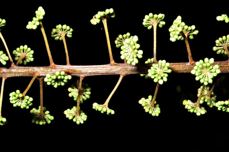 Sciodaphyllum diplodactylum photo 4