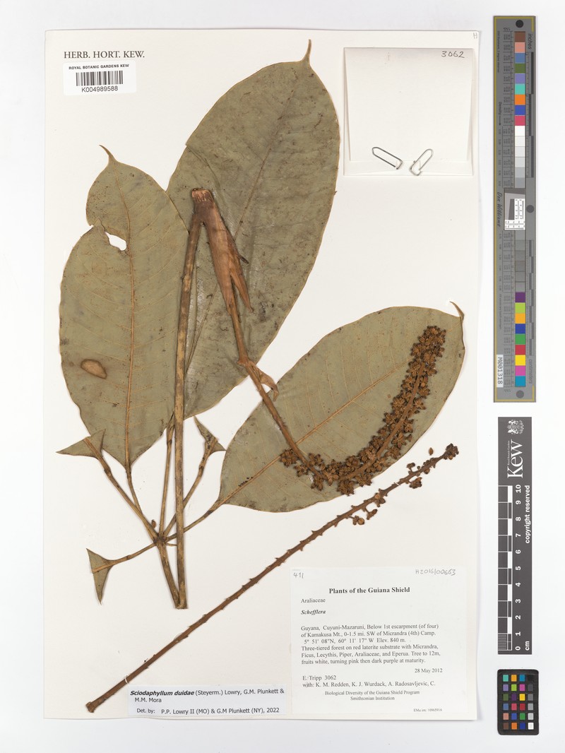 Sciodaphyllum duidae
