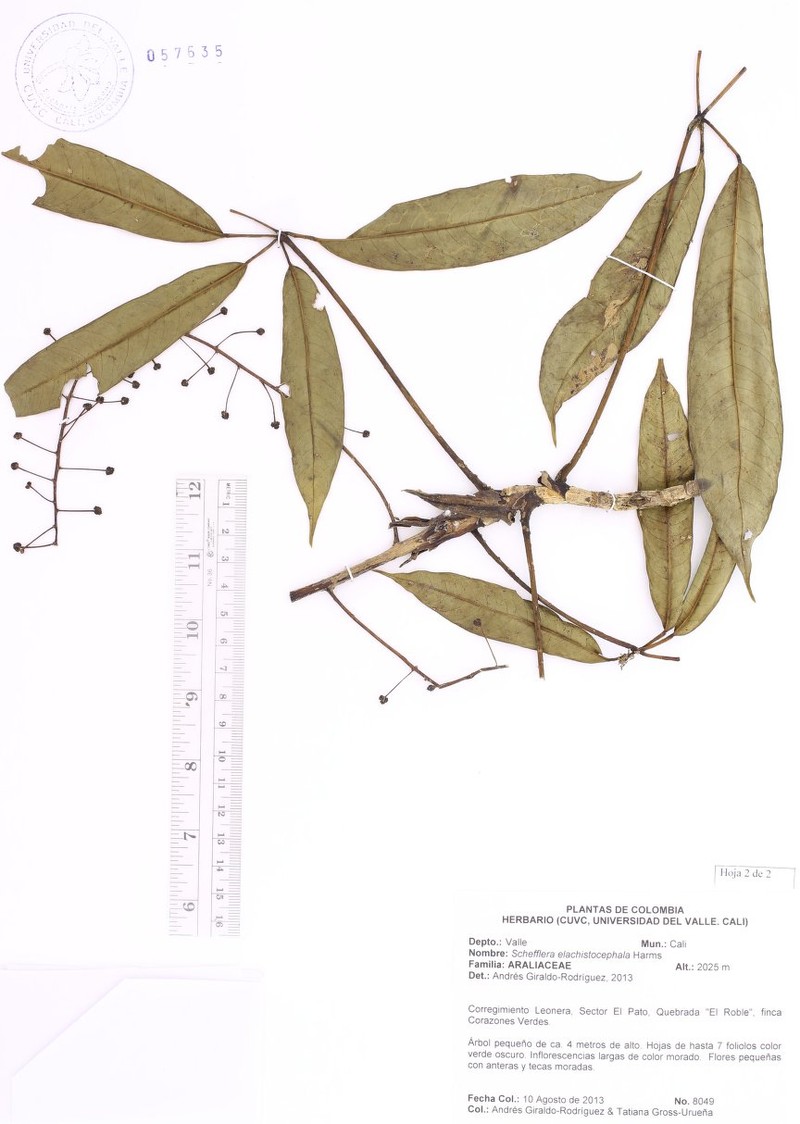 Sciodaphyllum elachistocephalum