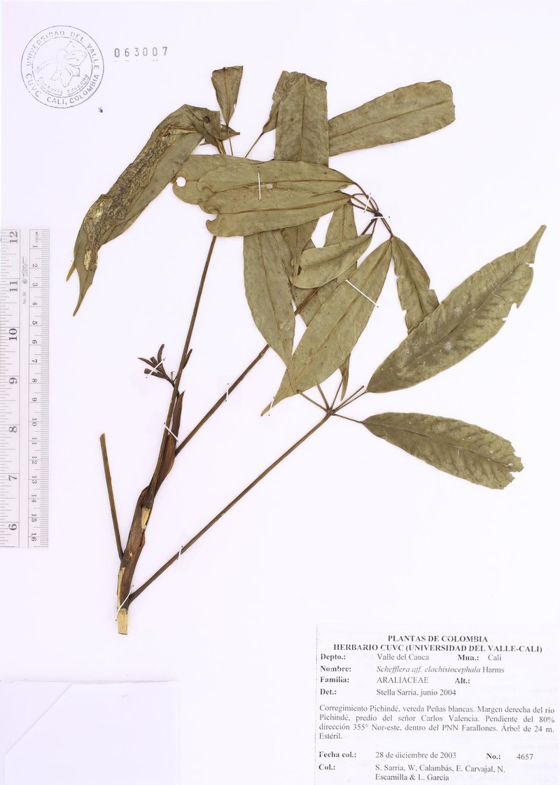 Sciodaphyllum elachistocephalum photo 2
