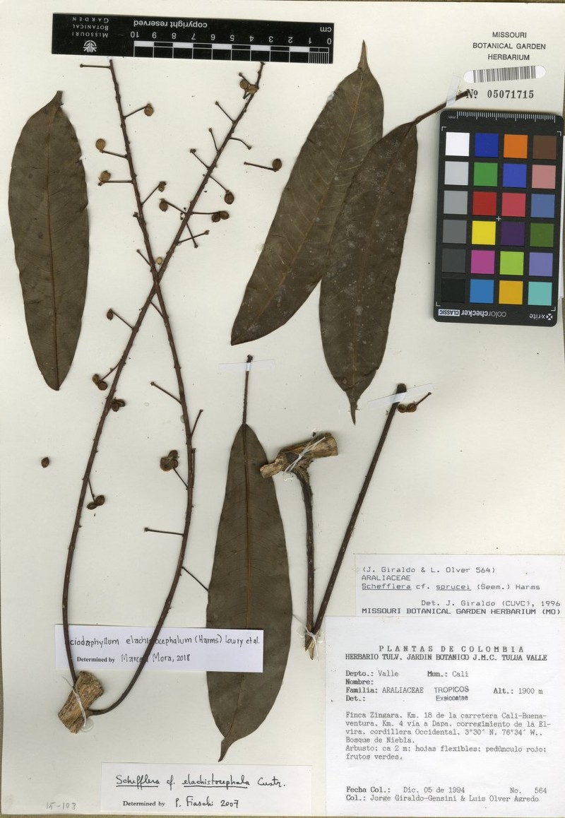 Sciodaphyllum elachistocephalum photo 3