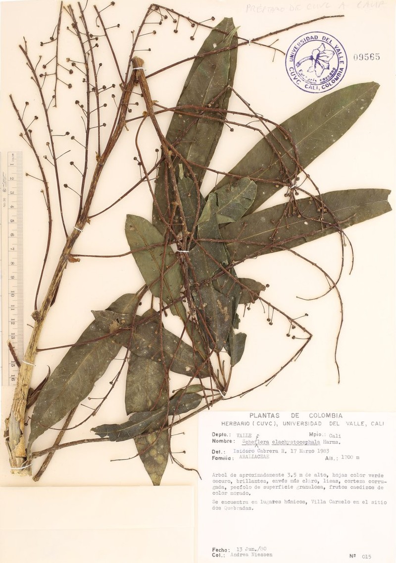Sciodaphyllum elachistocephalum photo 4