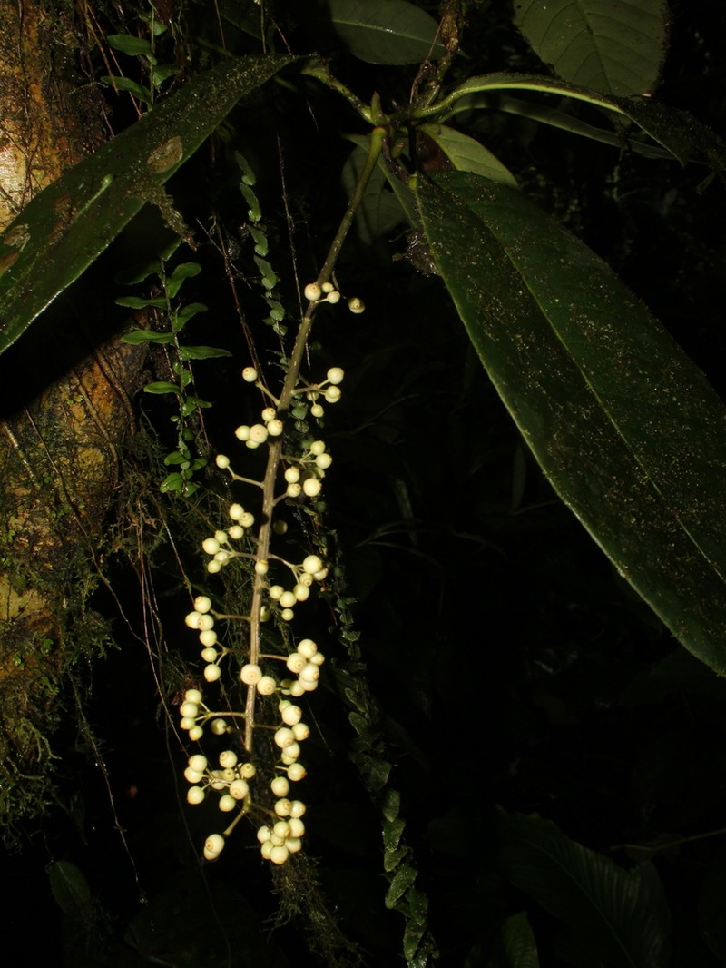 Sciodaphyllum epiphyticum