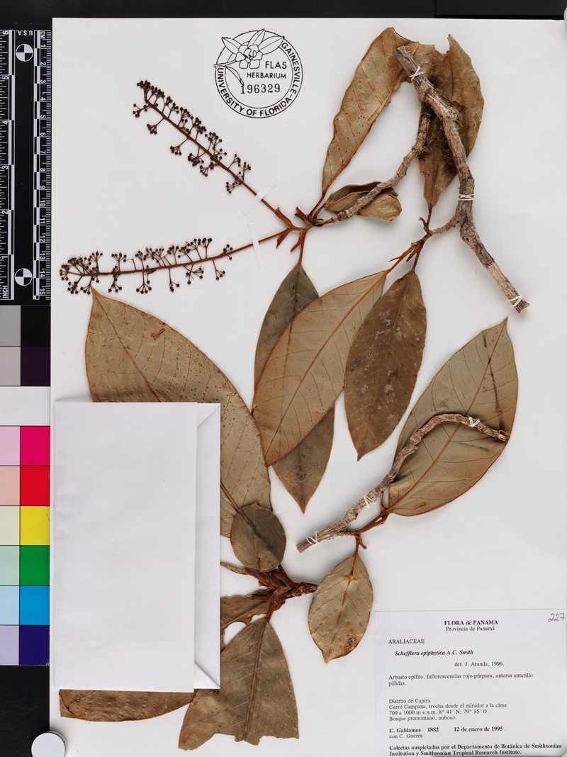 Sciodaphyllum epiphyticum photo 5