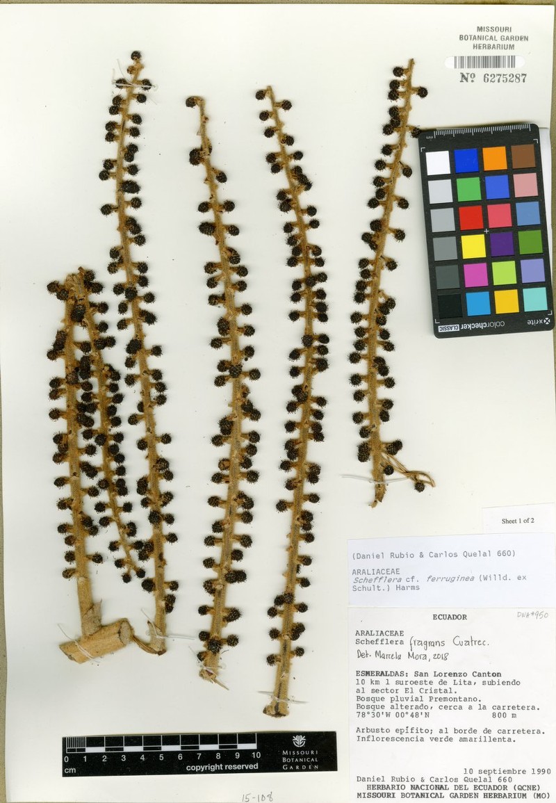 Sciodaphyllum fragrans