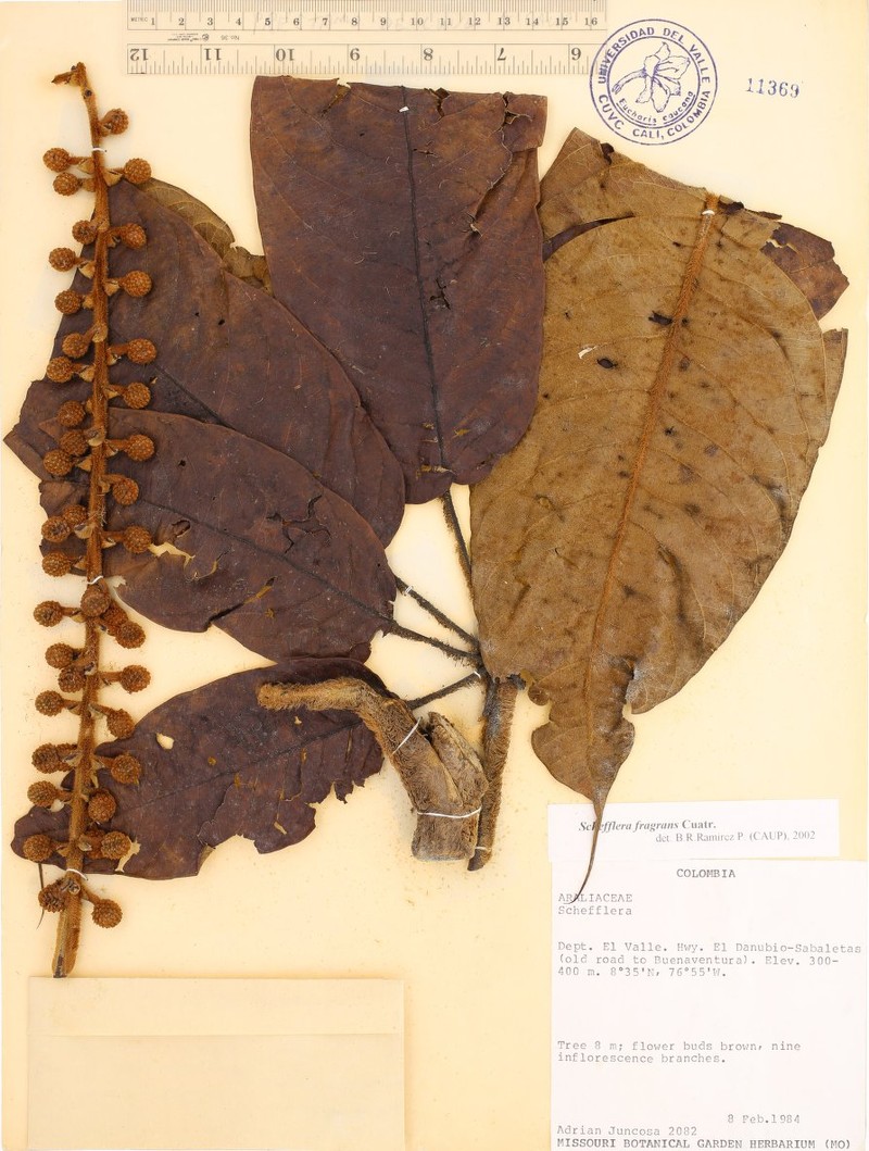 Sciodaphyllum fragrans photo 2
