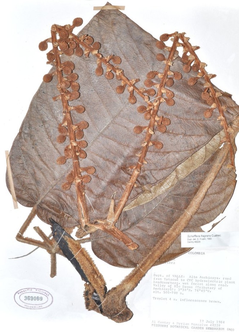 Sciodaphyllum fragrans photo 3