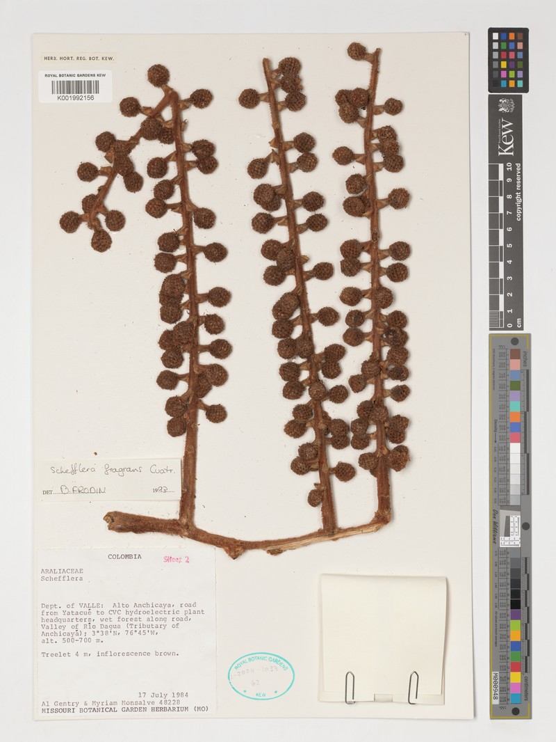 Sciodaphyllum fragrans photo 4