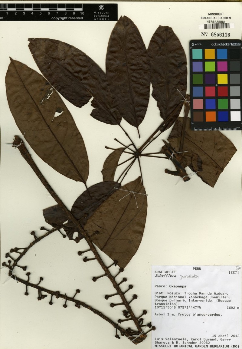 Sciodaphyllum geniculatum