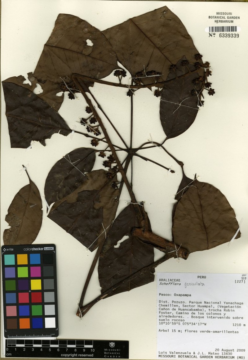 Sciodaphyllum geniculatum photo 2