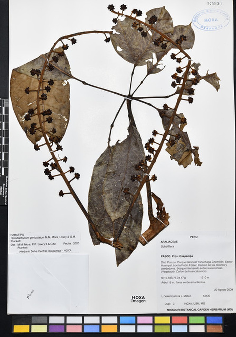 Sciodaphyllum geniculatum photo 3