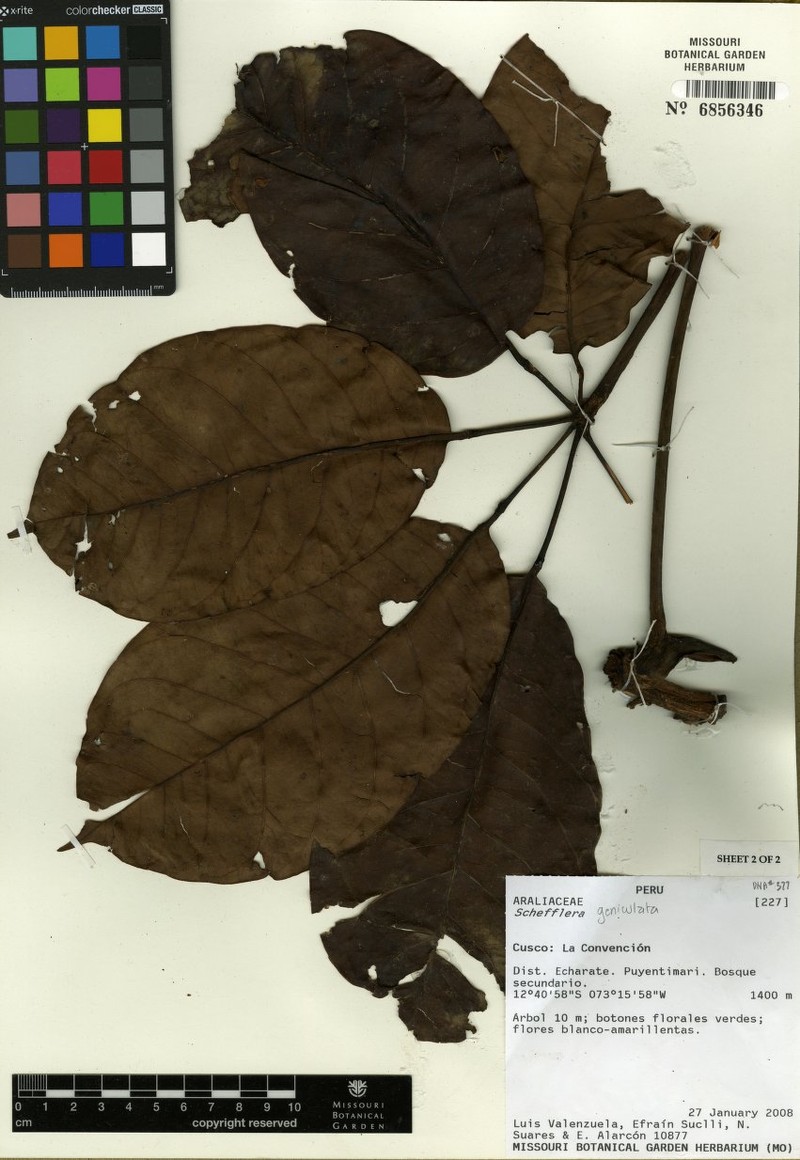 Sciodaphyllum geniculatum photo 4
