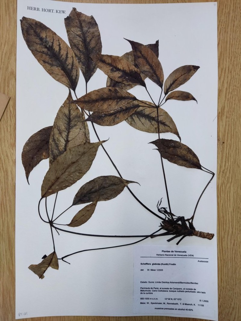 Sciodaphyllum glabratum