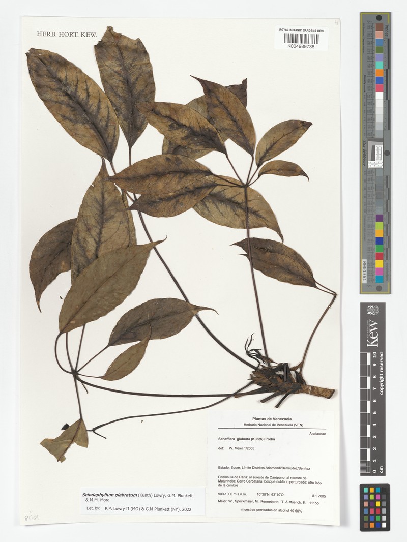 Sciodaphyllum glabratum photo 2
