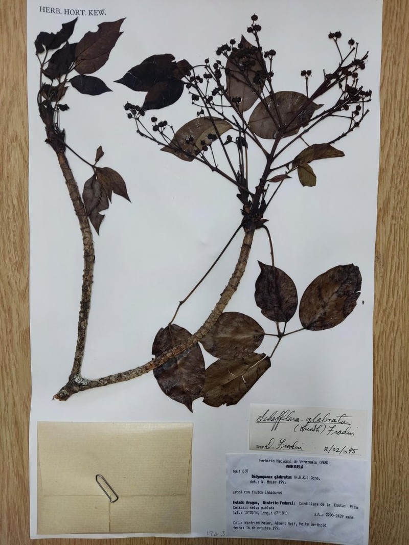 Sciodaphyllum glabratum photo 3