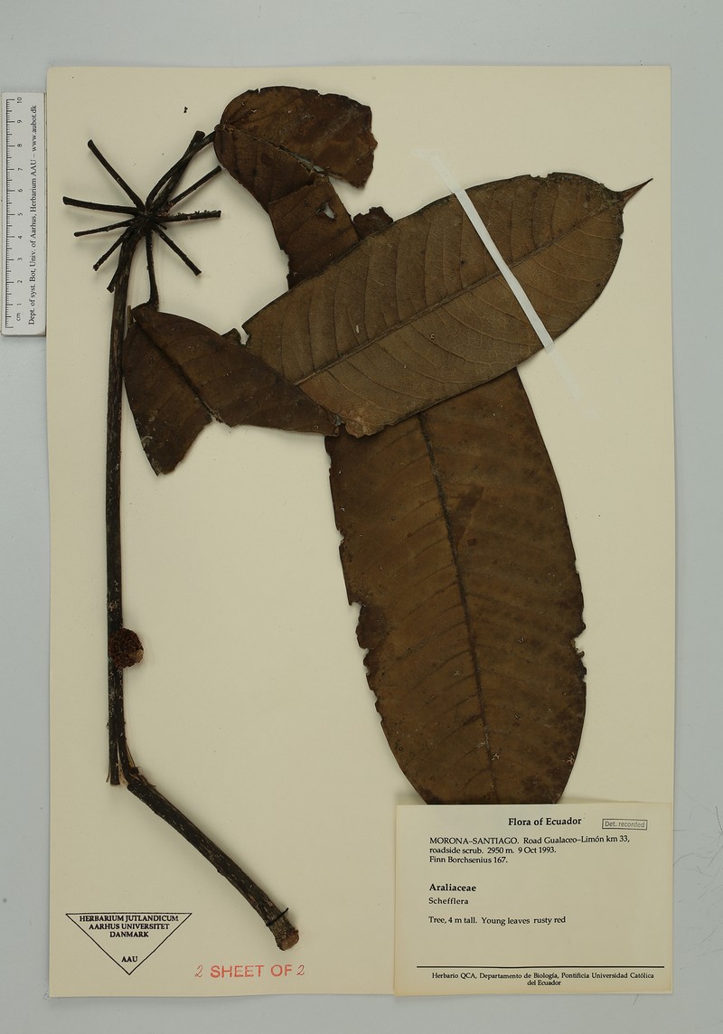 Sciodaphyllum guanayense