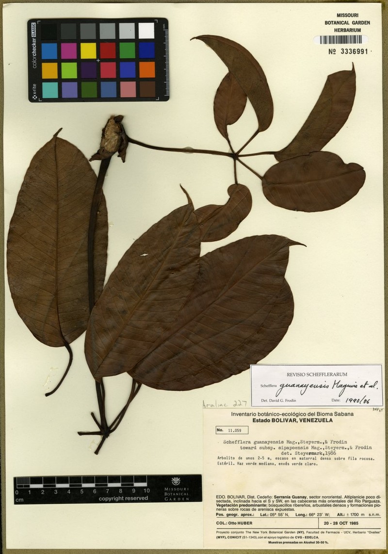 Sciodaphyllum guanayense photo 2