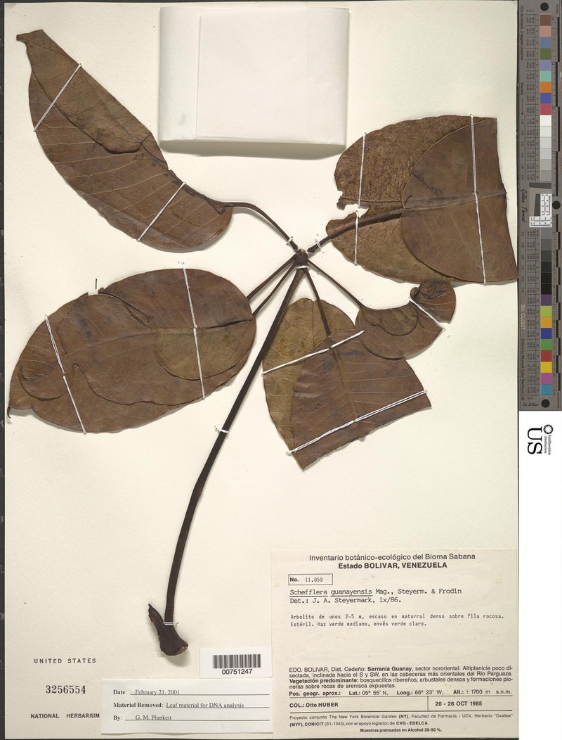 Sciodaphyllum guanayense photo 3