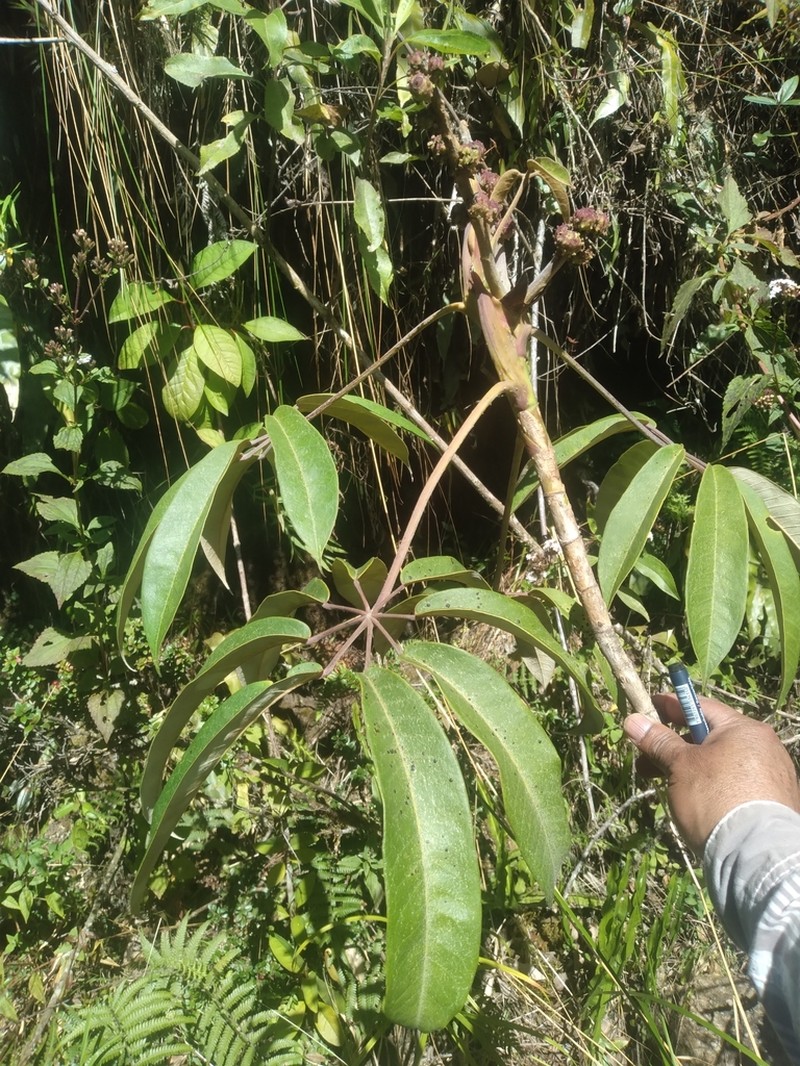 Sciodaphyllum herzogii photo 2