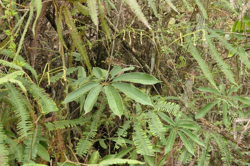 Sciodaphyllum herzogii photo 3