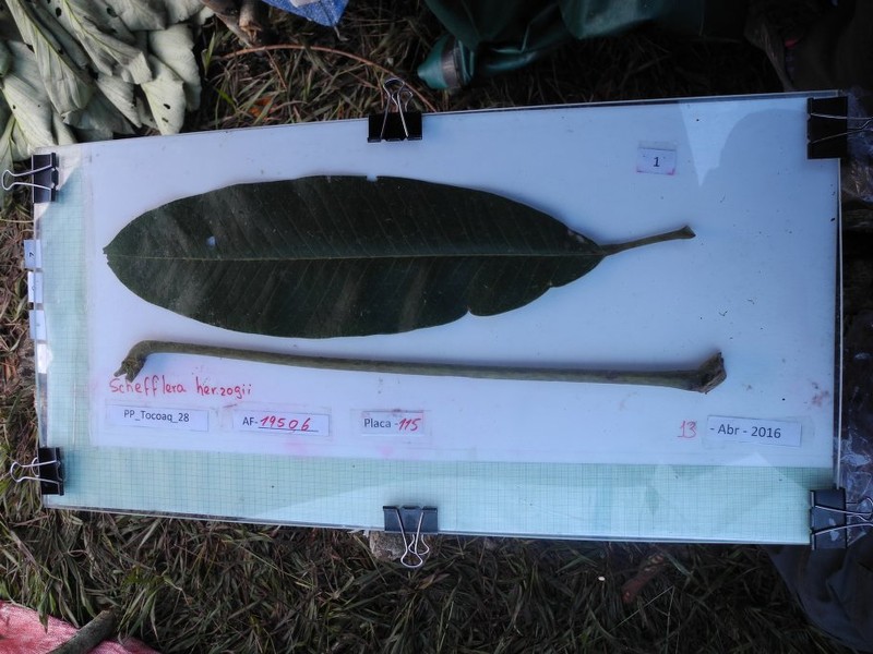 Sciodaphyllum herzogii photo 5