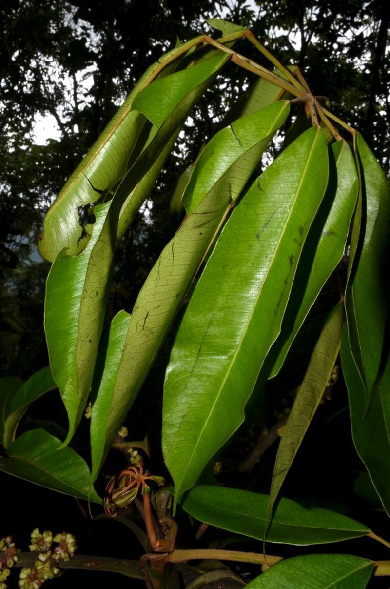 Sciodaphyllum inambaricum