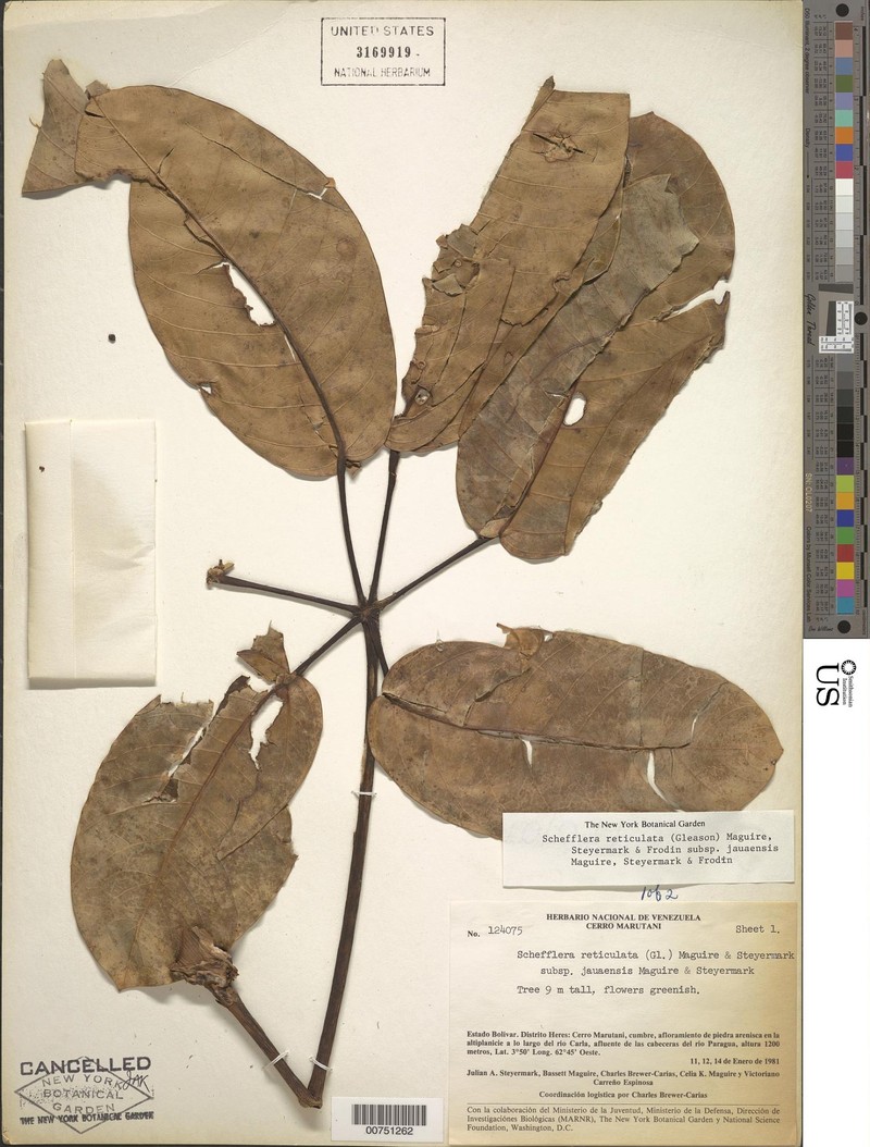 Sciodaphyllum jauaense