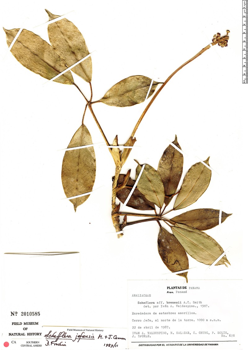 Sciodaphyllum jefense