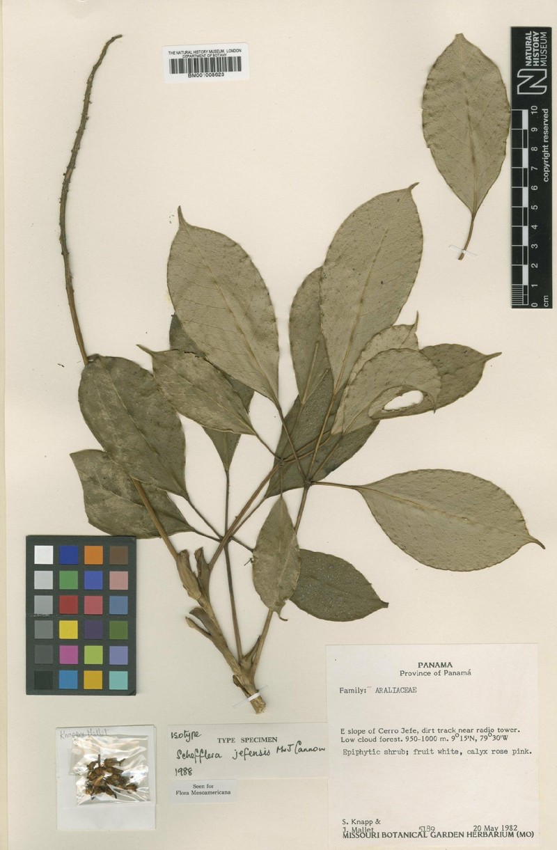 Sciodaphyllum jefense photo 2