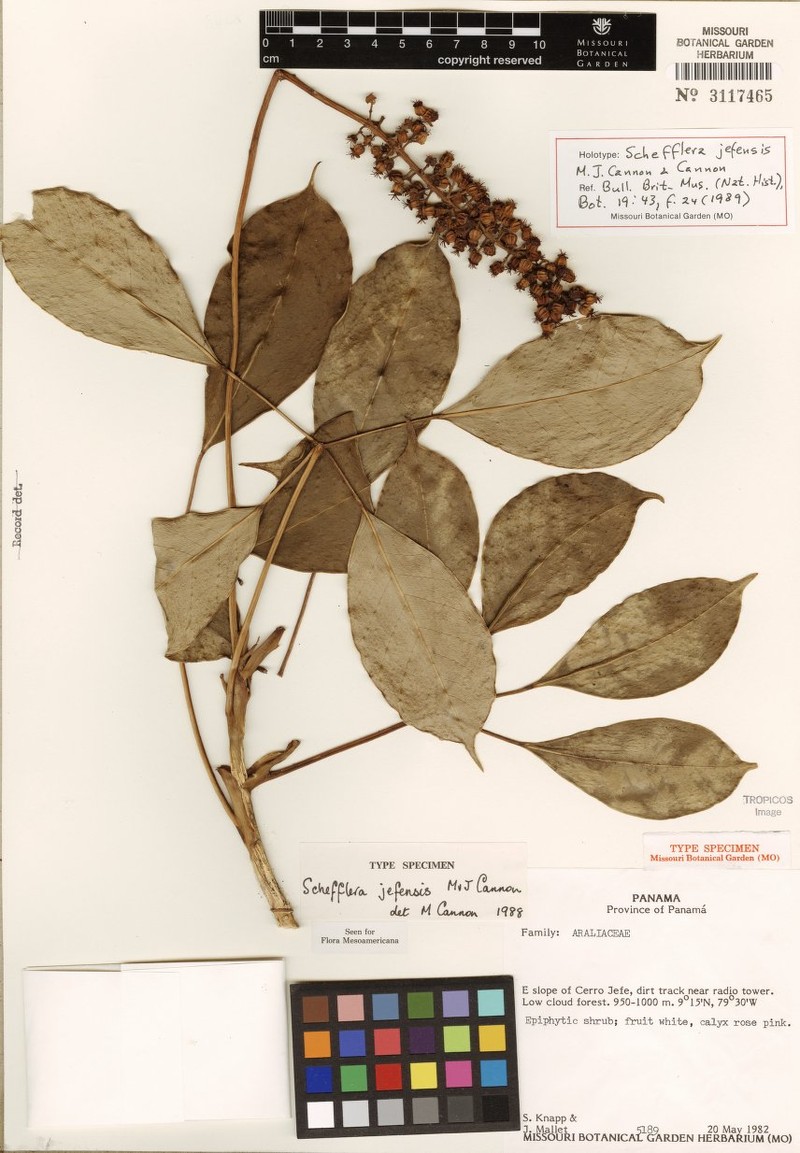 Sciodaphyllum jefense photo 3